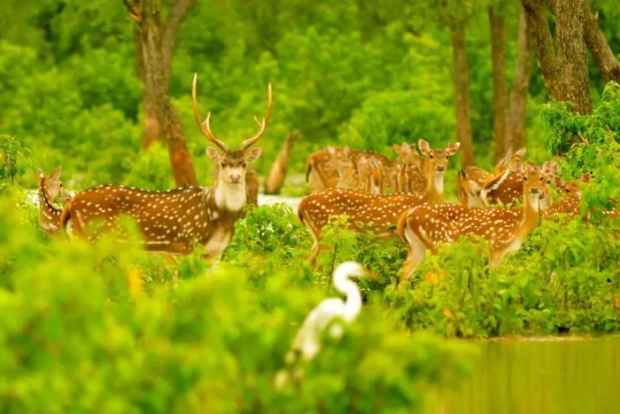 সুন্দরবনের অর্থমূল্য সাড়ে ৫ হাজার কোটি টাকা, তবু সুরক্ষায় কতটা উদ্যোগ?